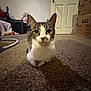 Bella joined the competition — help win amazing prizes! cat, tabby, carpet, indoor, pet, animal, feline, household, box, door, person, pajamas, living_room, curious, sitting, whiskers, ears, eyes, floor, shadow