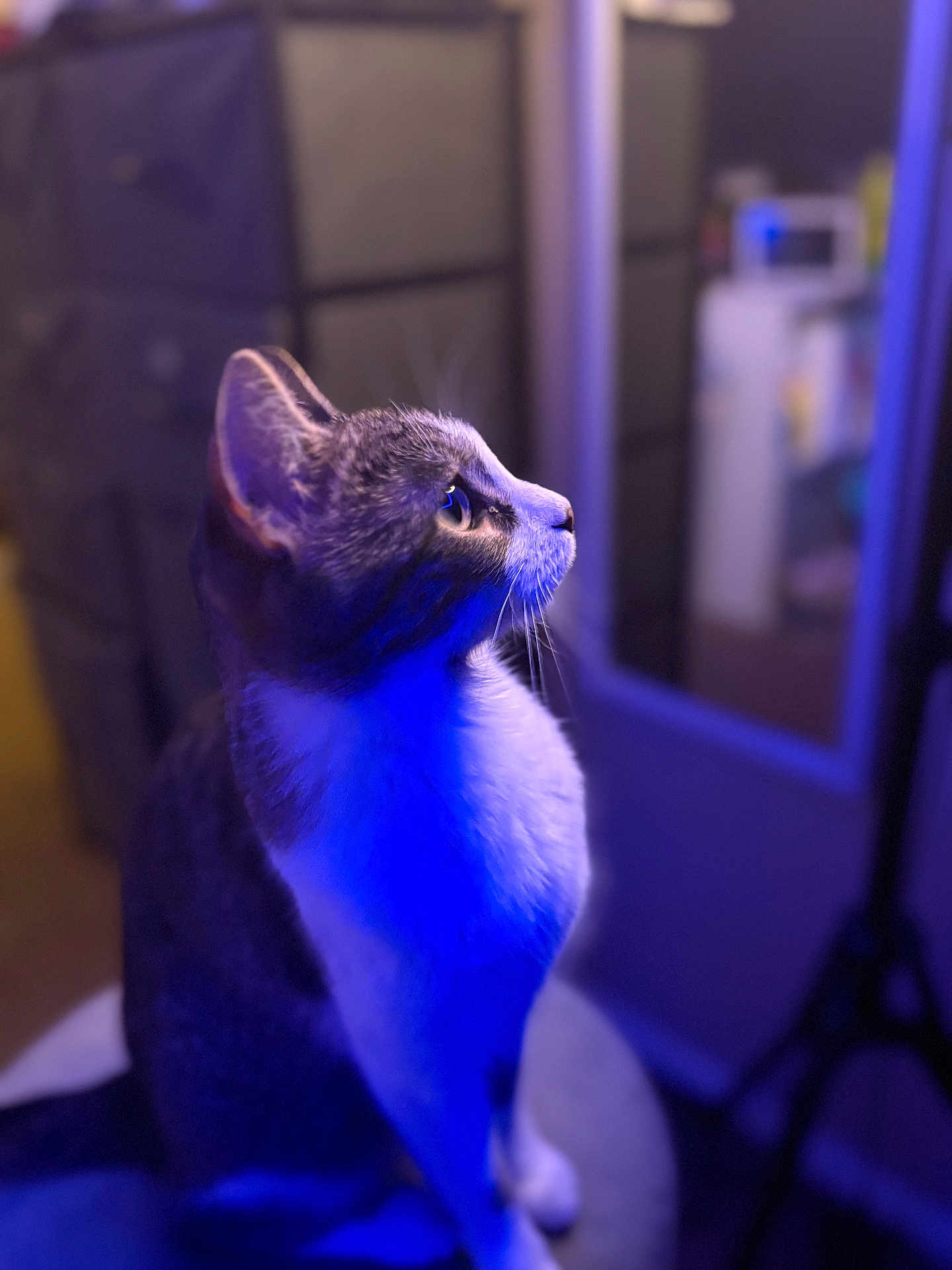 Bella