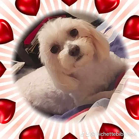 Chrystal participe au concours pour gagner de l'argent avec cette photo : canidae, carmine, carnivore, companion_dog, dog, dog_breed, dog_supply, event, font, fur, happy, non_sporting_group, pattern, photo_caption, red, snout, white, working_animal