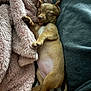 Pepper is registered to the contest to win money with this photo: puppy, dog, sleeping, blanket, pink_blanket, cozy, cute, small_dog, fur, resting, indoors, pet, animal, relaxing, soft_texture, brown_fur, closed_eyes, paw, tail, lying_down