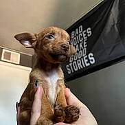 Pepper joined the competition — help win amazing prizes! puppy, dog, brown, hand, indoor, cute, pet, animal, ears, small, fur, white_chest, looking_away, flag, text, wall, cozy, portrait, holding, nails