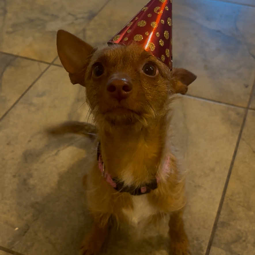 Pepper is registered to the contest to win money with this photo: animal, brown_dog, celebration, companion, curious, cute, dog, domestic, ears_up, floor, indoor, looking_up, party_hat, pet, polka_dots, red_hat, sitting, small_dog, tile_floor, wearing_hat