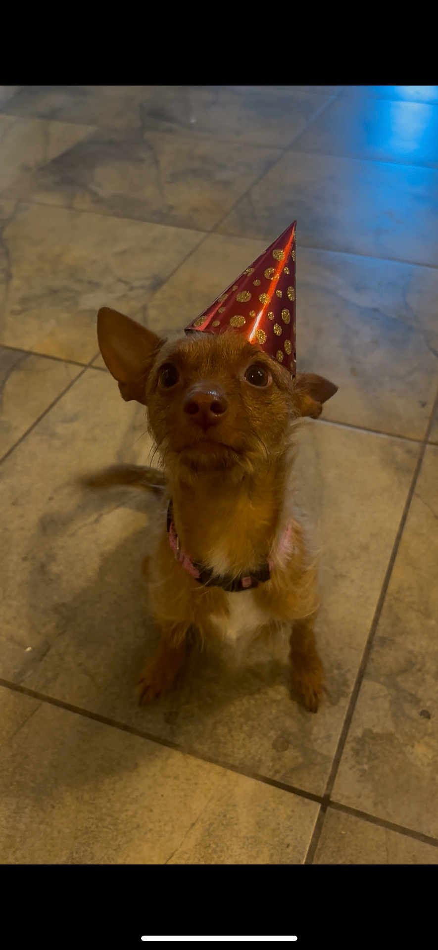 Pepper is registered to the contest to win money with this photo: dog, small_dog, party_hat, red_hat, polka_dots, brown_dog, pet, indoor, floor, tile_floor, looking_up, curious, sitting, cute, animal, companion, domestic, ears_up, wearing_hat, celebration