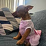 Pepper is registered to the contest to win money with this photo: dog, puppy, small_dog, pet, clothing, dress, pink, couch, indoor, blanket, pattern, ears, fur, sitting, side_view, window, vertical_blinds, daylight, cute, animal