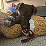 dog, brown_dog, plush_toy, teddy_bear, rope_toy, indoor, carpet, couch, background_dog, pet, snuggling, close_up, playful, cozy, furniture, animal, domestic, relaxed, soft_texture, home