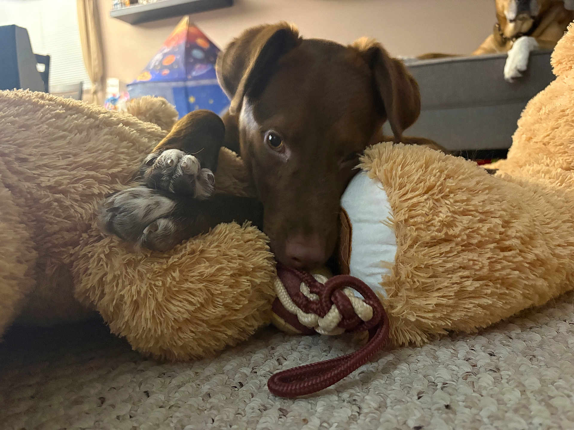 Juliette joined the competition — help win amazing prizes! dog, brown_dog, plush_toy, teddy_bear, rope_toy, indoor, carpet, couch, background_dog, pet, snuggling, close_up, playful, cozy, furniture, animal, domestic, relaxed, soft_texture, home