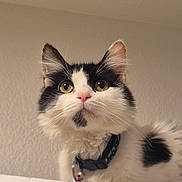 Jo is registered to the contest to win money with this photo: cat, black_and_white, fluffy, pet, animal, feline, yellow_eyes, pink_nose, whiskers, collar, indoor, closeup, curious, portrait, soft_fur, domestic_cat, looking_up, ears, face, cute