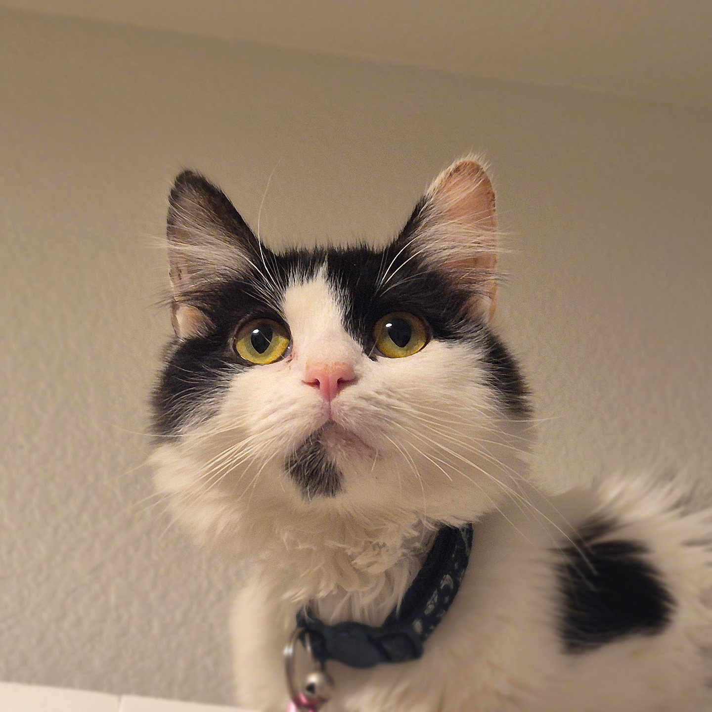 Jo is registered to the contest to win money with this photo: animal, black_and_white, cat, closeup, collar, curious, cute, domestic_cat, ears, face, feline, fluffy, indoor, looking_up, pet, pink_nose, portrait, soft_fur, whiskers, yellow_eyes