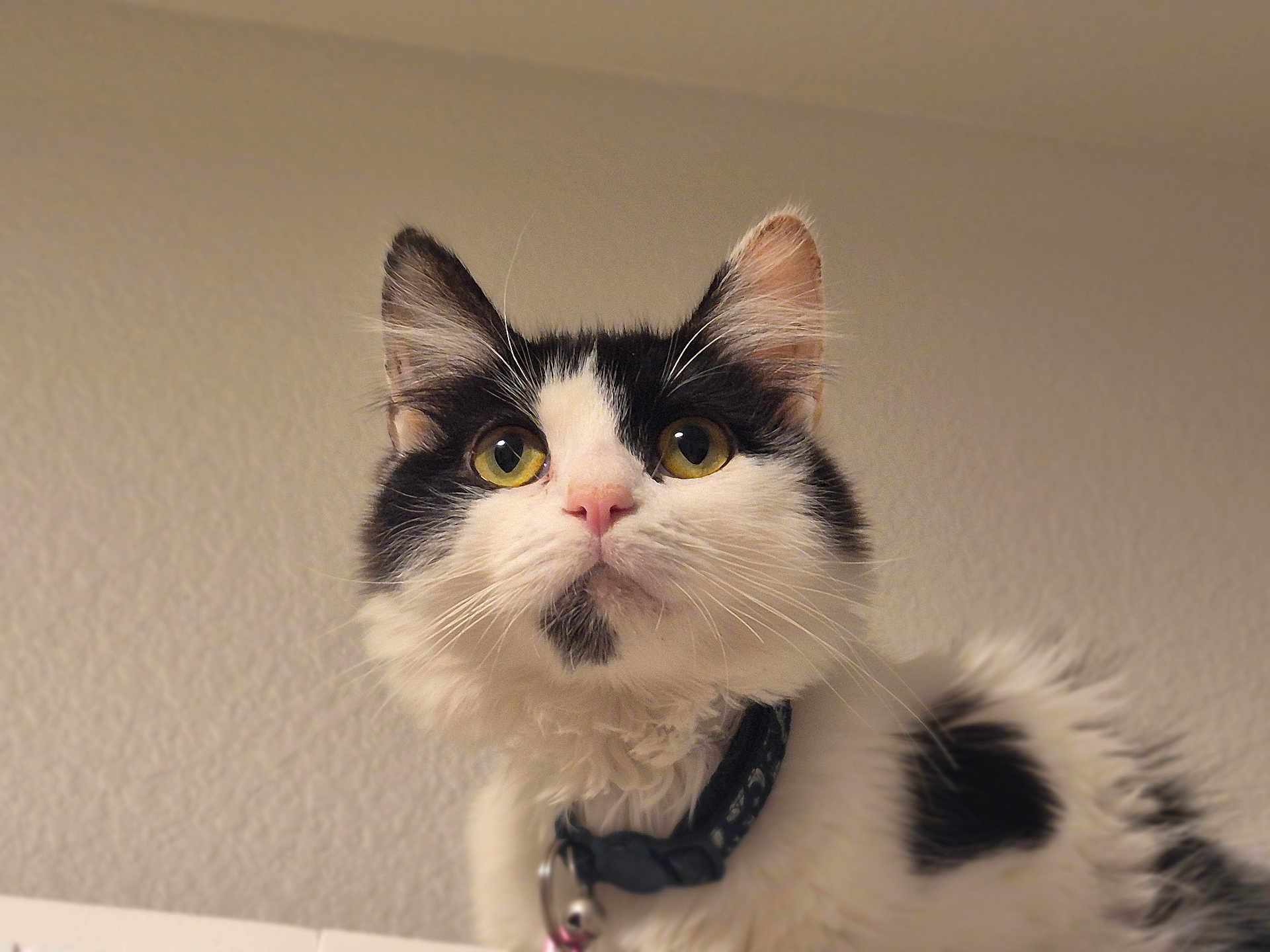 Jo is registered to the contest to win money with this photo: cat, black_and_white, fluffy, pet, animal, feline, yellow_eyes, pink_nose, whiskers, collar, indoor, closeup, curious, portrait, soft_fur, domestic_cat, looking_up, ears, face, cute