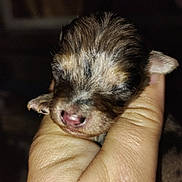 Little Bit joined the competition — help win amazing prizes! animal, closeup, cute, domestic_animal, fragile, fur, hand, holding, human_hand, mammal, newborn, pet, pink_nose, puppy, skin, sleeping, small, soft_lighting, tiny, young
