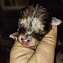 animal, closeup, cute, domestic_animal, fragile, fur, hand, holding, human_hand, mammal, newborn, pet, pink_nose, puppy, skin, sleeping, small, soft_lighting, tiny, young