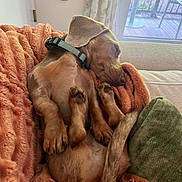 Winston is registered to the contest to win money with this photo: dog, puppy, sleeping, blanket, orange, cozy, indoor, couch, fur, paw, collar, relaxed, pet, nap, tail, window, curtain, home, comfort, rest