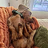 dog, puppy, sleeping, blanket, orange, cozy, indoor, couch, fur, paw, collar, relaxed, pet, nap, tail, window, curtain, home, comfort, rest