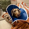 Winston joined the competition — help win amazing prizes! dog, dachshund, cone, protective_collar, couch, pillow, blanket, orange, green, beige, pet, indoor, fur, looking_up, seated, cozy, home, comfort, animal, cute