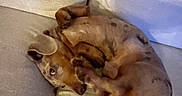 Winston joined the competition — help win amazing prizes! dog, pet, couch, beige, speckled, curled_up, indoor, cozy, fur, resting, canine, animal, relaxed, sleepy, small_dog, looking_up, living_room, soft, comfort, tail