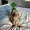 Winston joined the competition — help win amazing prizes! dog, dachshund, birthday_hat, bed, bedspread, indoor, pet, animal, brown_dog, curious, small_dog, collar, window, blanket, furniture, room, cute, sitting, looking_up, domestic