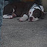 animal, brown_and_white, calm, canine, collar, concrete_floor, dog, domestic_animal, door, fur, gate, looking, outdoor, paw, pet, quiet, resting, side_view, sleeping, young_dog
