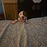 animal, bed, bedspread, brown, canine, cozy, dog, fan, furniture, happy, headboard, indoor, pattern, paws, pet, resting, smiling, tongue, white, wood_paneling