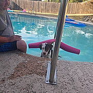 Brutus joined the competition — help win amazing prizes! backyard, casual_clothing, daytime, dog, fence, leash, man, metal_handrail, outdoor, pet, pool, pool_noodle, reflection, relaxation, sidewalk, summer, sunlight, swimming, trees, water
