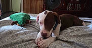 Brutus is registered to the contest to win money with this photo: bed, bedroom, bedspread, brown_and_white, canine, collar, cozy, dog, domestic_animal, furniture, indoor, patterned_bedspread, pet, plush_toy, puppy, relaxing, resting, soft_lighting, toy, wooden_headboard