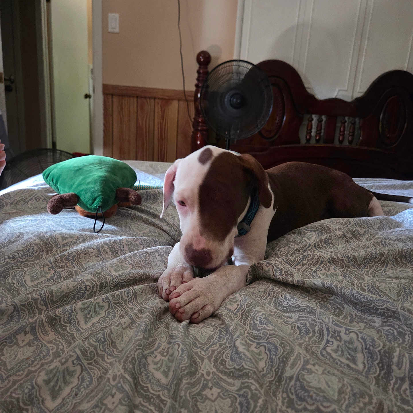 Brutus