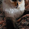 Sapphire is registered to the contest to win money with this photo: animal, blanket, blue_eyes, cat, closeup, cozy, cute, domestic, floral_pattern, fluffy, fur, furniture, indoor, paw, pet, relaxed, resting, stretching, tabby, whiskers