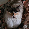 Sapphire is registered to the contest to win money with this photo: animal, bed, blanket, blue_eyes, cat, cozy, domestic_animal, feline, fluffy, fur, indoor, looking_at_camera, lying_down, mammal, patterned, paws, pet, relaxed, resting, whiskers