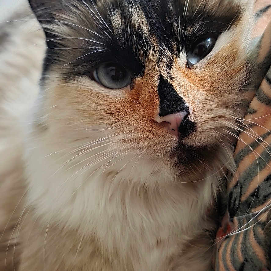 Sapphire