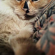 Sapphire joined the competition — help win amazing prizes! animal, cat, close_up, cozy, cute, domestic_animal, face, feline, fluffy, fur, indoor, laying_down, mammal, patterned_fabric, pet, portrait, relaxed, resting, soft, whiskers