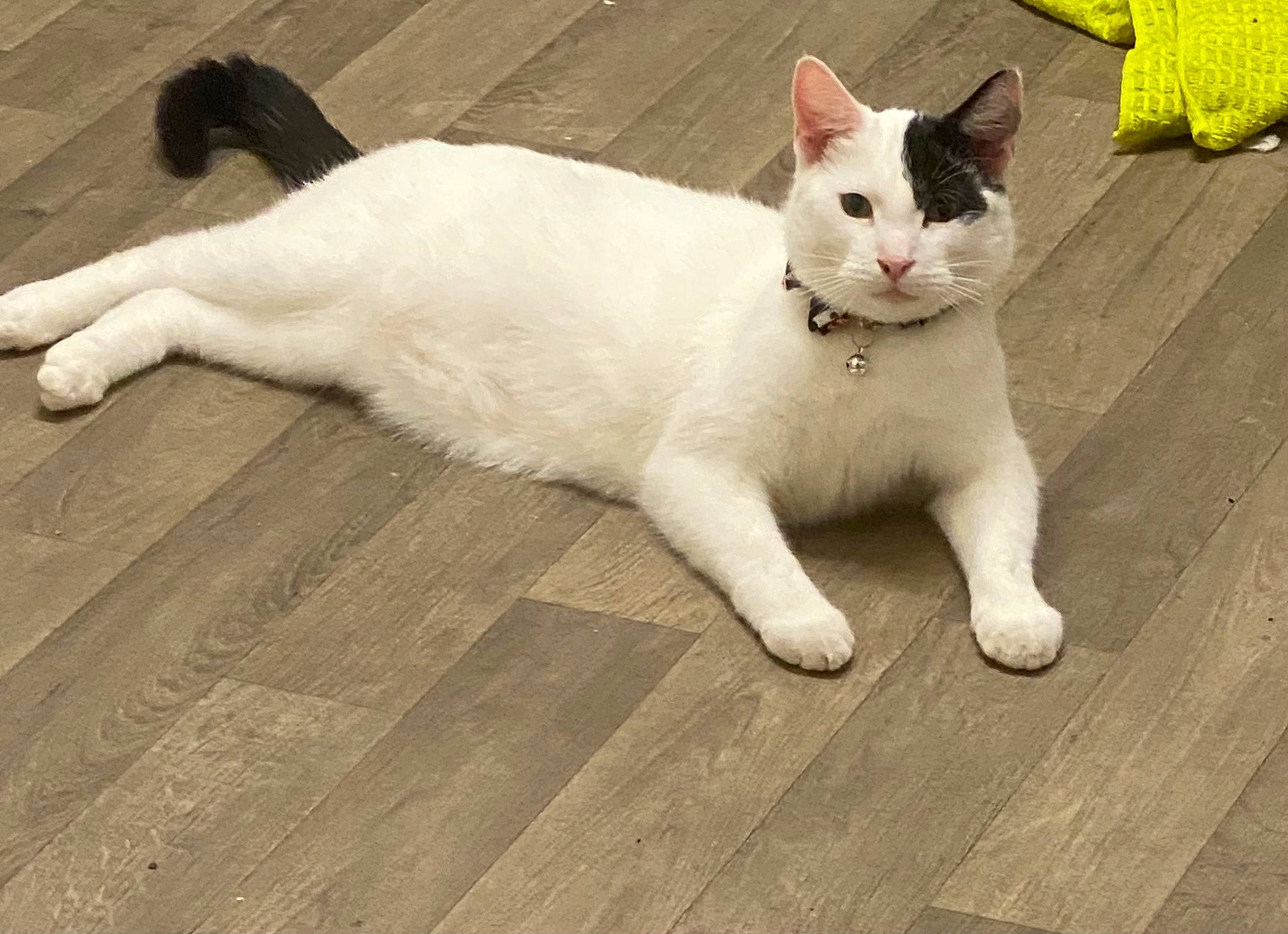 Albie joined the competition — help win amazing prizes! carnivore, cat, comfort, domestic_short_haired_cat, eye, felidae, floor, flooring, fur, hardwood, paw, plank, small_to_medium_sized_cats, snout, tail, varnish, whiskers, wood, wood_flooring, wood_stain