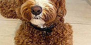 Bailey is registered to the contest to win money with this photo: animal, brown_fur, canine, close_up, collar, companion, curly_fur, cute, dog, domestic_animal, furniture, indoor, laying_down, paw, pet, portrait, quiet, relaxed, tile_floor, white_fur