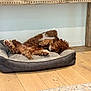 Bailey joined the competition — help win amazing prizes! animal, brown_fur, cozy, curly_fur, cute, dog, dog_bed, floor, fur, home, house, indoor, napping, paw, pet, relaxed, resting, sleeping, white_fur, wood_floor