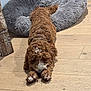 Bailey is registered to the contest to win money with this photo: animal, bed, brown, canine, cozy, curly_fur, cute, dog, domestic, floor, fur, home, indoor, paw, pet, pet_bed, relaxed, resting, sleepy, wooden_floor