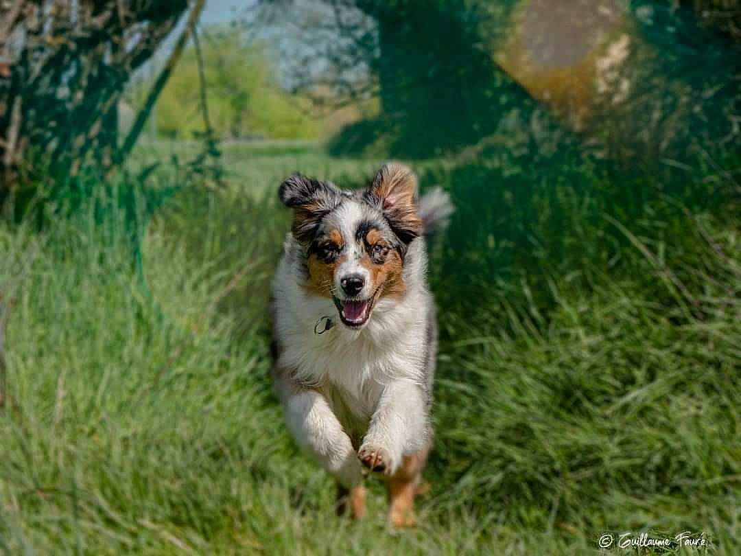Solo a rejoint le concours — aidez-le/la à gagner de superbes lots ! australian_collie, australian_shepherd, carnivore, collie, companion_dog, dog, dog_breed, fawn, grass, grassland, herding_dog, plant, rough_collie, scotch_collie, shetland_sheepdog, sporting_group, terrestrial_animal, tree, whiskers, working_dog