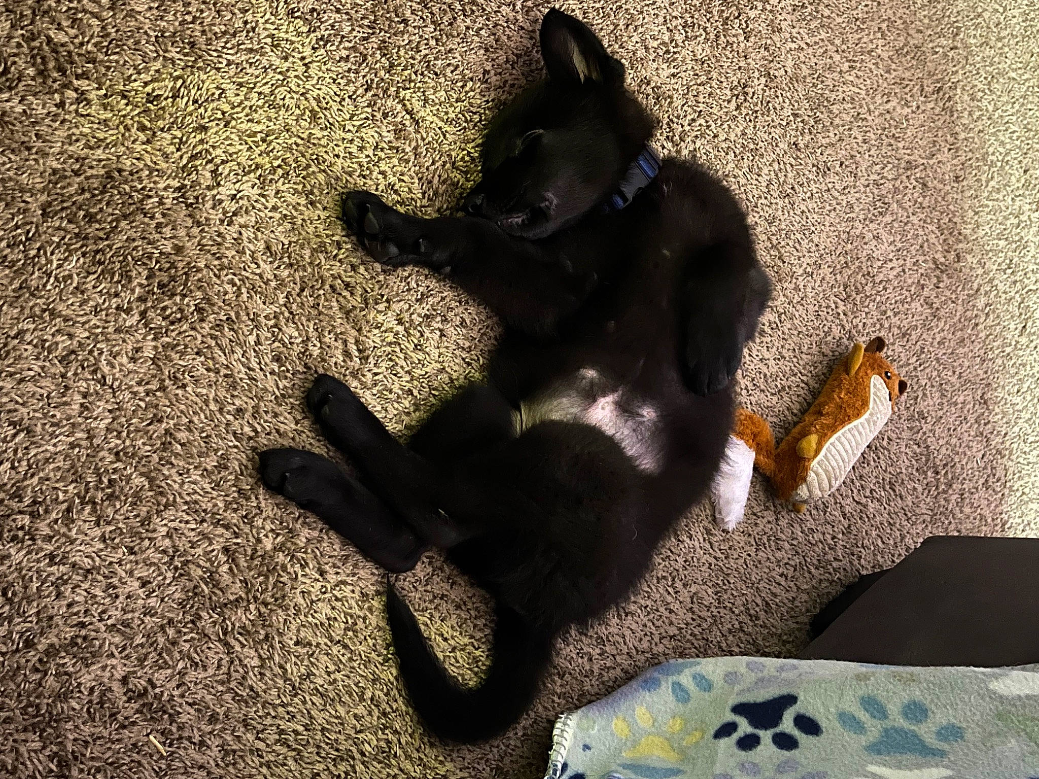 Widow is registered to the contest to win money with this photo: canidae, carnivore, claw, comfort, companion_dog, dog, dog_breed, fawn, felidae, flooring, fur, guard_dog, human_leg, paw, shadow, small_to_medium_sized_cats, sporting_group, tail, tints_and_shades, whiskers