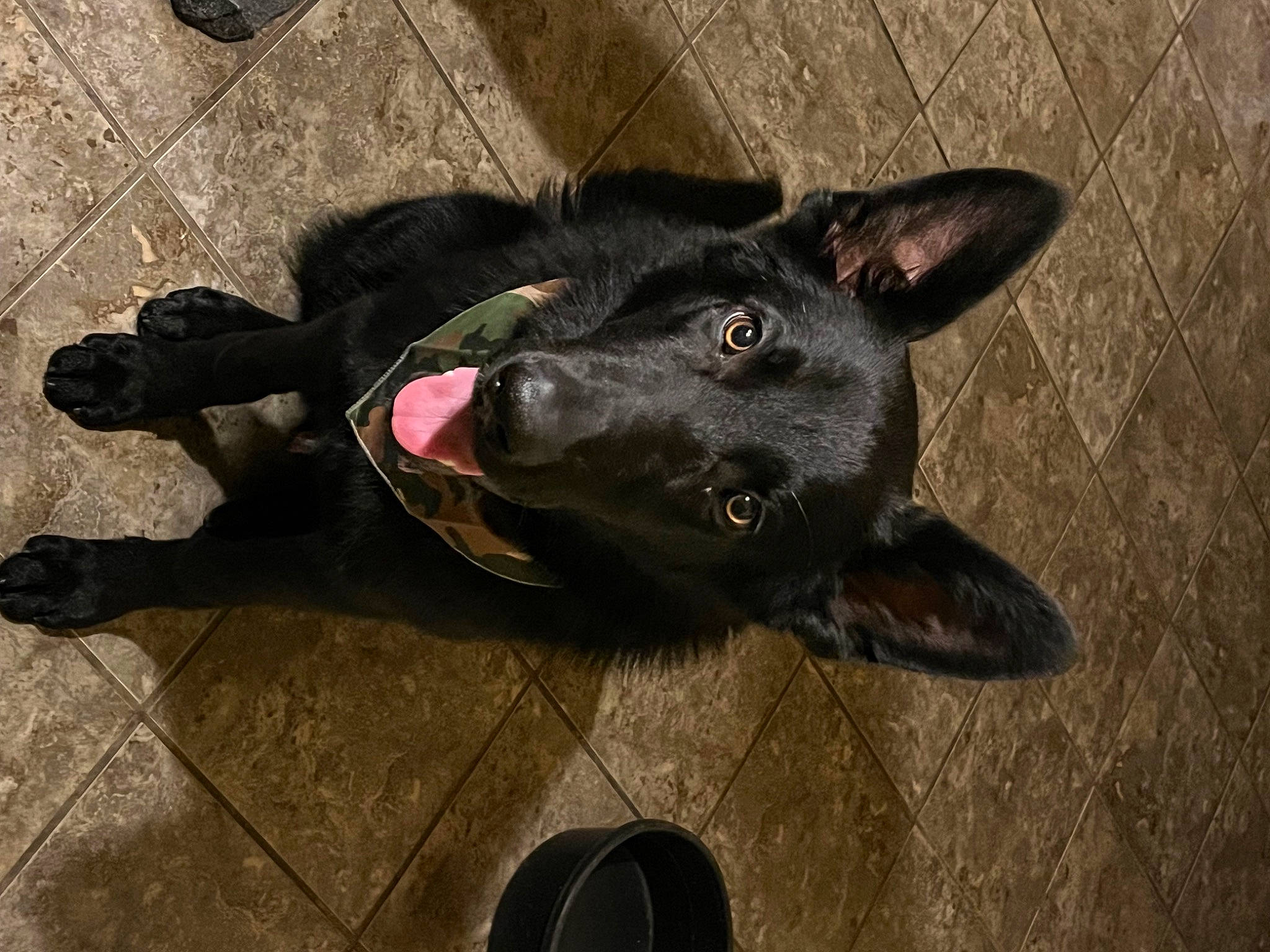 Widow is registered to the contest to win money with this photo: borador, canidae, carnivore, collar, companion_dog, dog, dog_breed, dog_collar, flooring, foot, fur, road_surface, shadow, snout, tail, whiskers, working_animal, working_dog