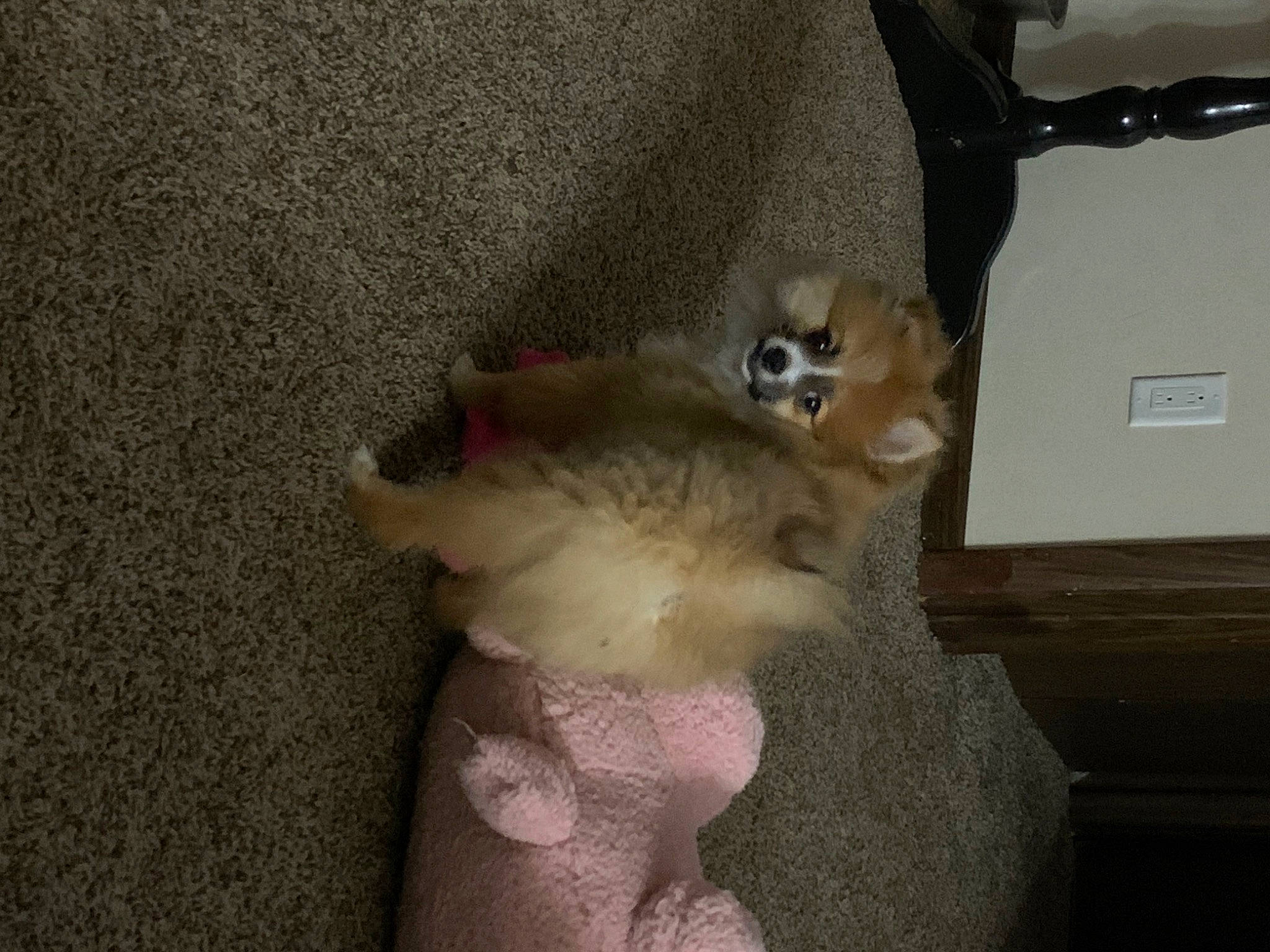 Caramel is registered to the contest to win money with this photo: companion_dog, dog_breed, fawn, felidae, flooring, foot, fur, fur_clothing, grey, human_leg, paw, plush, small_to_medium_sized_cats, stuffed_toy, sunglasses, tail, teddy_bear, toy, whiskers, wood