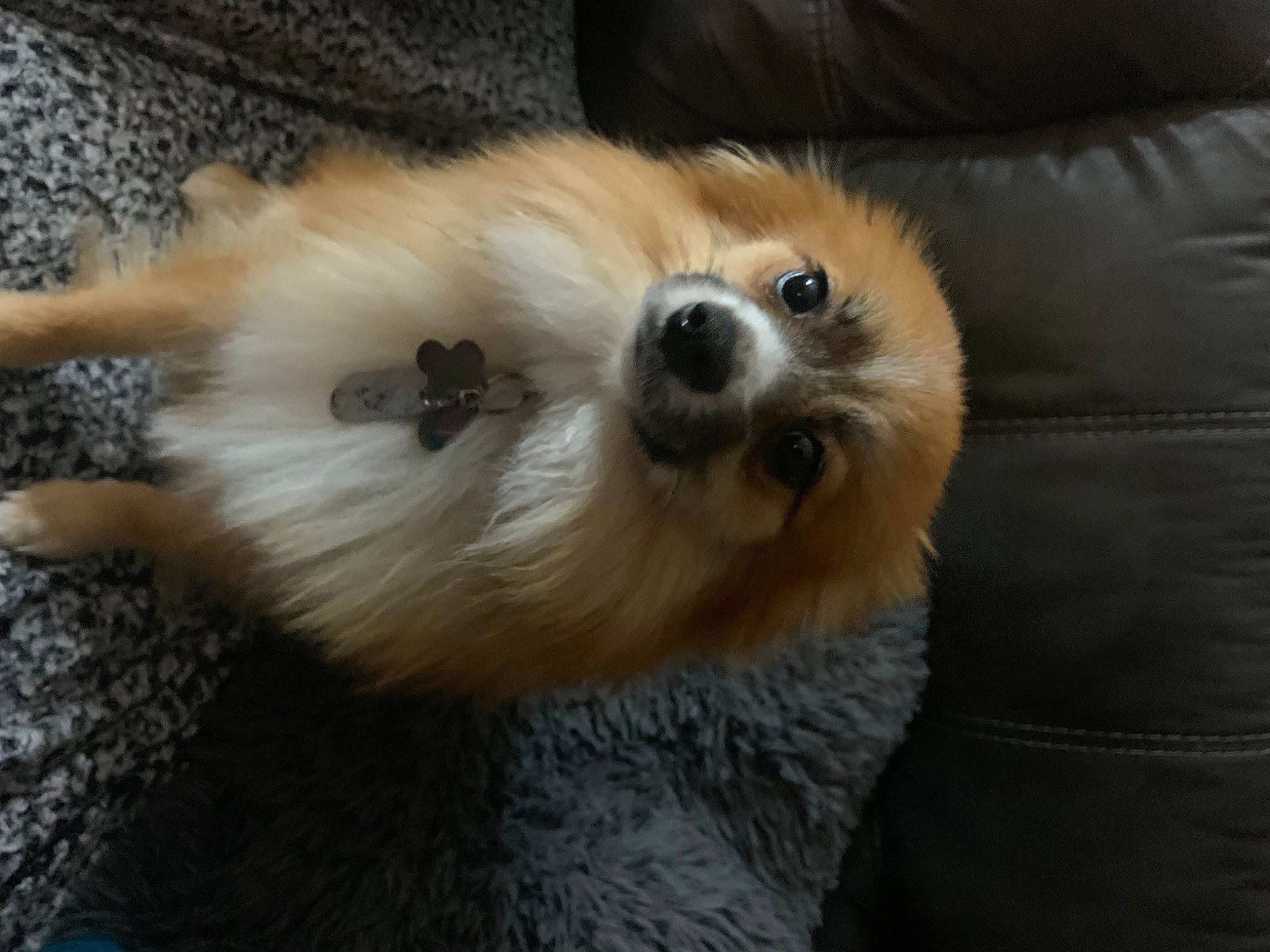 Caramel joined the competition — help win amazing prizes! canidae, carnivore, companion_dog, dog, dog_breed, fawn, fur, german_spitz, german_spitz_klein, mal_shi, paw, pomeranian, snout, spitz, sporting_group, terrestrial_animal, tibetan_spaniel, toy_dog, whiskers, working_animal