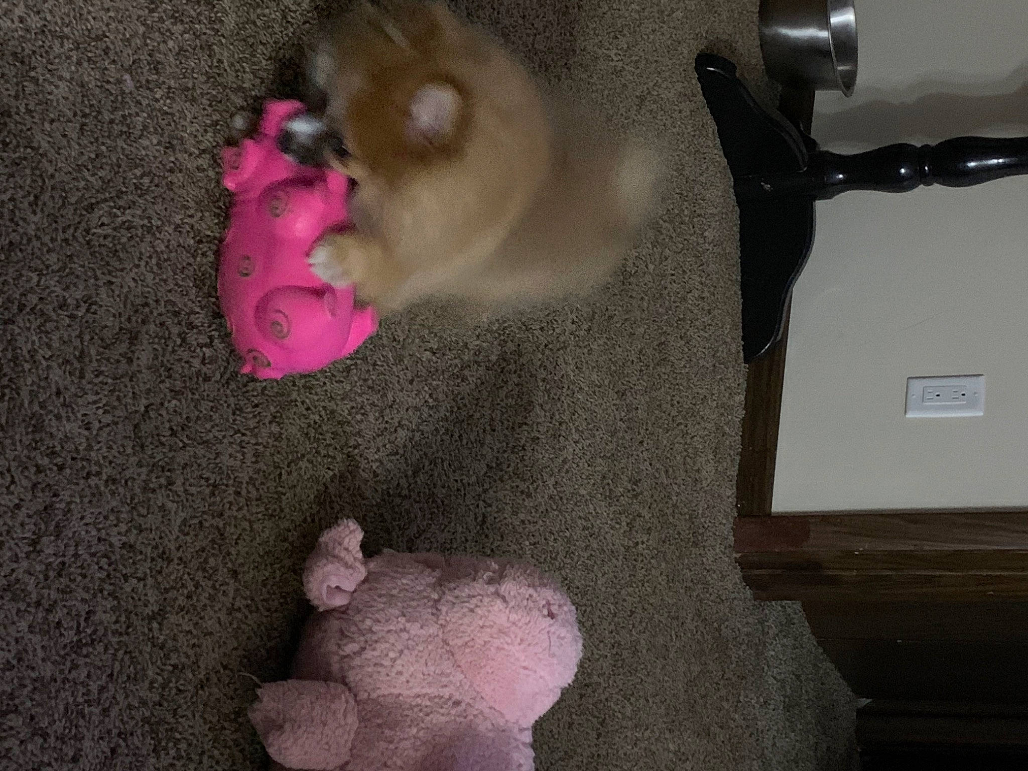 Caramel joined the competition — help win amazing prizes! audio_equipment, cable, carmine, finger, foot, fur, hand, magenta, musical_instrument, nail, paw, pink, plush, room, snout, stuffed_toy, tail, teddy_bear, toy, whiskers