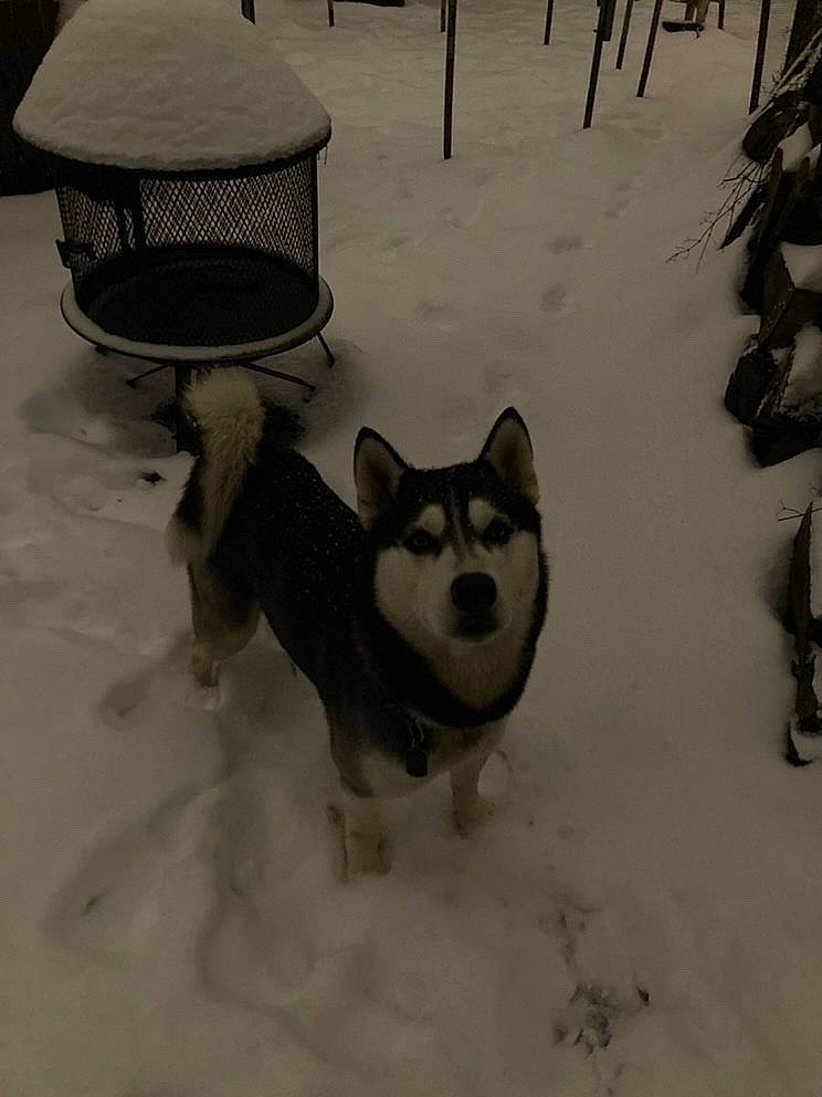 Blue is registered to the contest to win money with this photo: ancient_dog_breeds, canidae, carnivore, companion_dog, dog, dog_breed, dog_supply, fawn, freezing, pet_supply, sled_dog, snout, snow, sporting_group, tail, tree, wildlife, winter, working_animal, working_dog