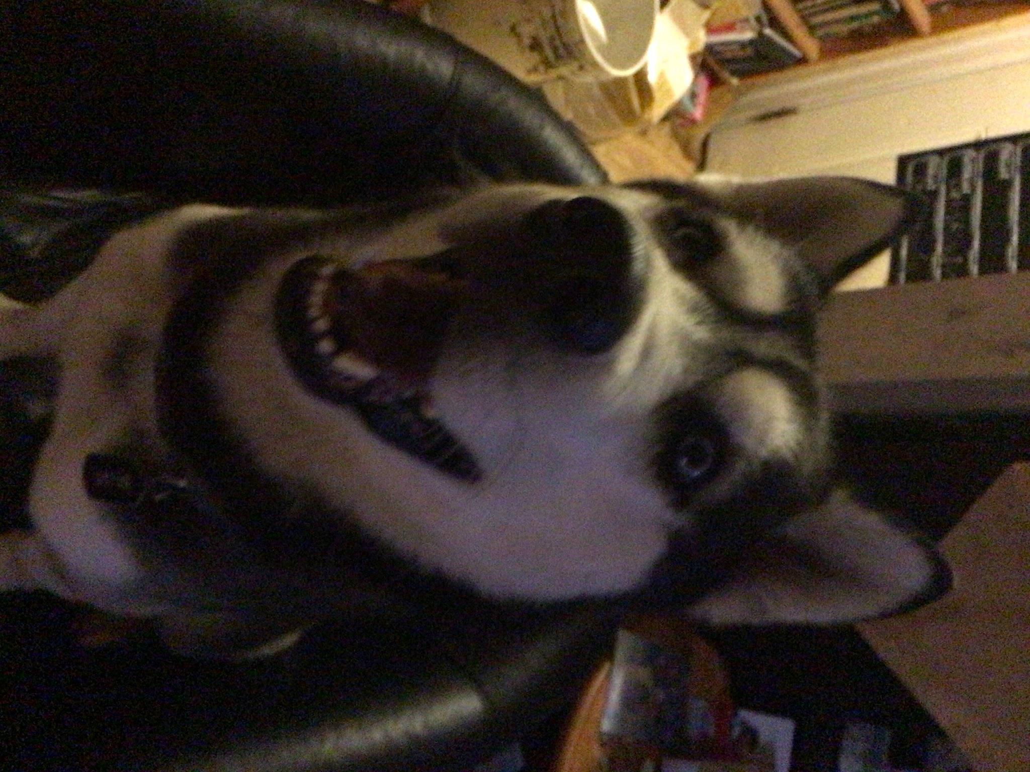 Blue is registered to the contest to win money with this photo: bookcase, canidae, carmine, carnivore, collar, comfort, companion_dog, dog, dog_breed, dog_supply, ear, fur, non_sporting_group, sky, sporting_group, square, whiskers, working_animal, working_dog