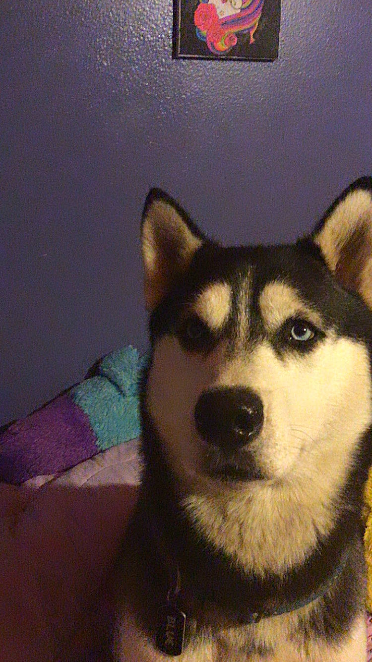 Blue is registered to the contest to win money with this photo: ancient_dog_breeds, art, canidae, canis, carnivore, companion_dog, dog, dog_breed, eye, fur, head, jaw, non_sporting_group, sled_dog, snout, terrestrial_animal, whiskers, wolf, working_animal, working_dog