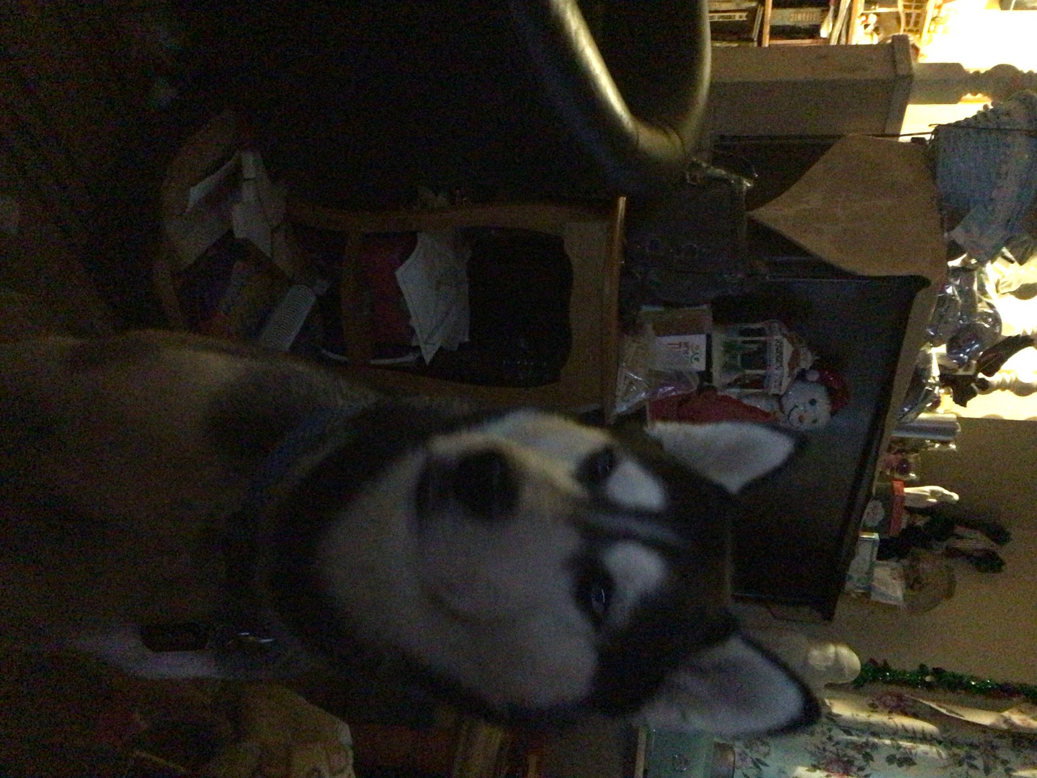 Blue joined the competition — help win amazing prizes! auto_part, automotive_exterior, automotive_tire, canidae, carnivore, dog_breed, eyewear, felidae, fur, non_sporting_group, panda, small_to_medium_sized_cats, snout, sporting_group, tail, terrestrial_animal, vehicle_door, whiskers