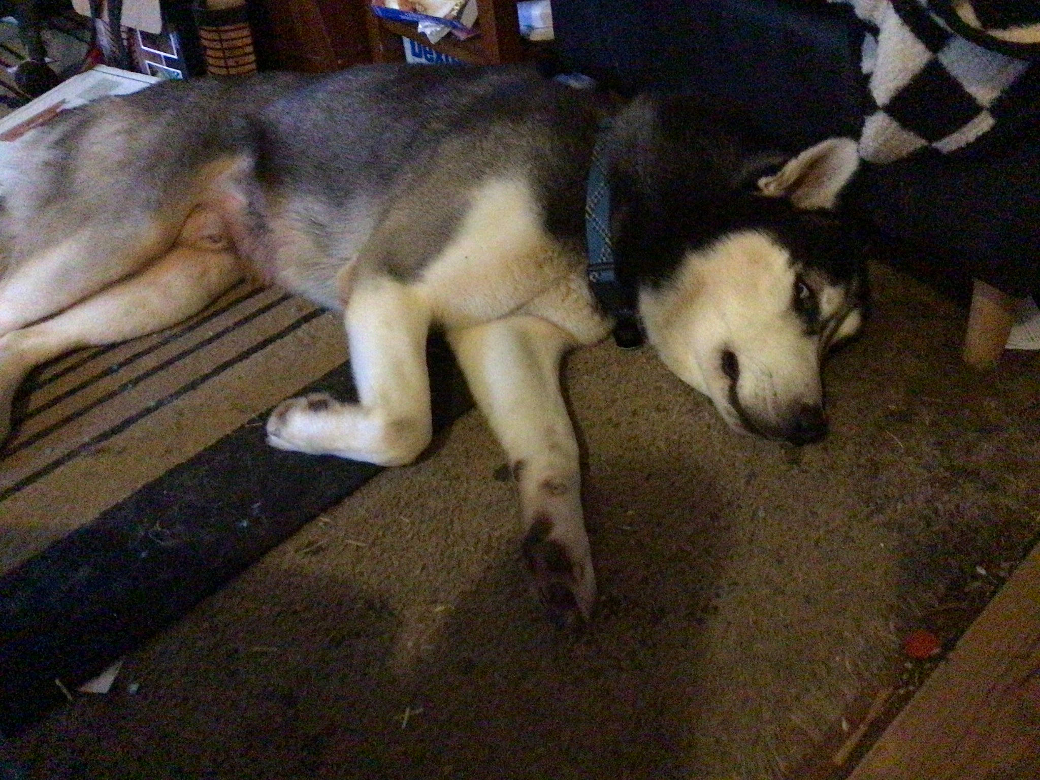 Blue joined the competition — help win amazing prizes! canidae, canis, carnivore, companion_dog, dog, dog_breed, fawn, flooring, fur, non_sporting_group, paw, puppy, siberian_husky, snout, sporting_group, tail, terrestrial_animal, wildlife, working_animal, working_dog