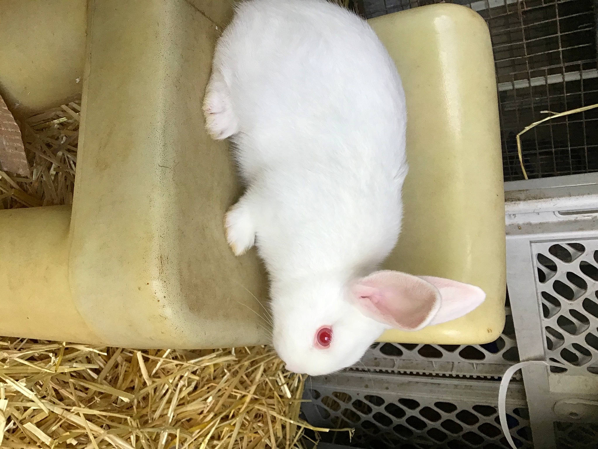 Snow is registered to the contest to win money with this photo: animal_shelter, domestic_rabbit, fawn, leg, rabbit, rabbits_and_hares, tail, whiskers