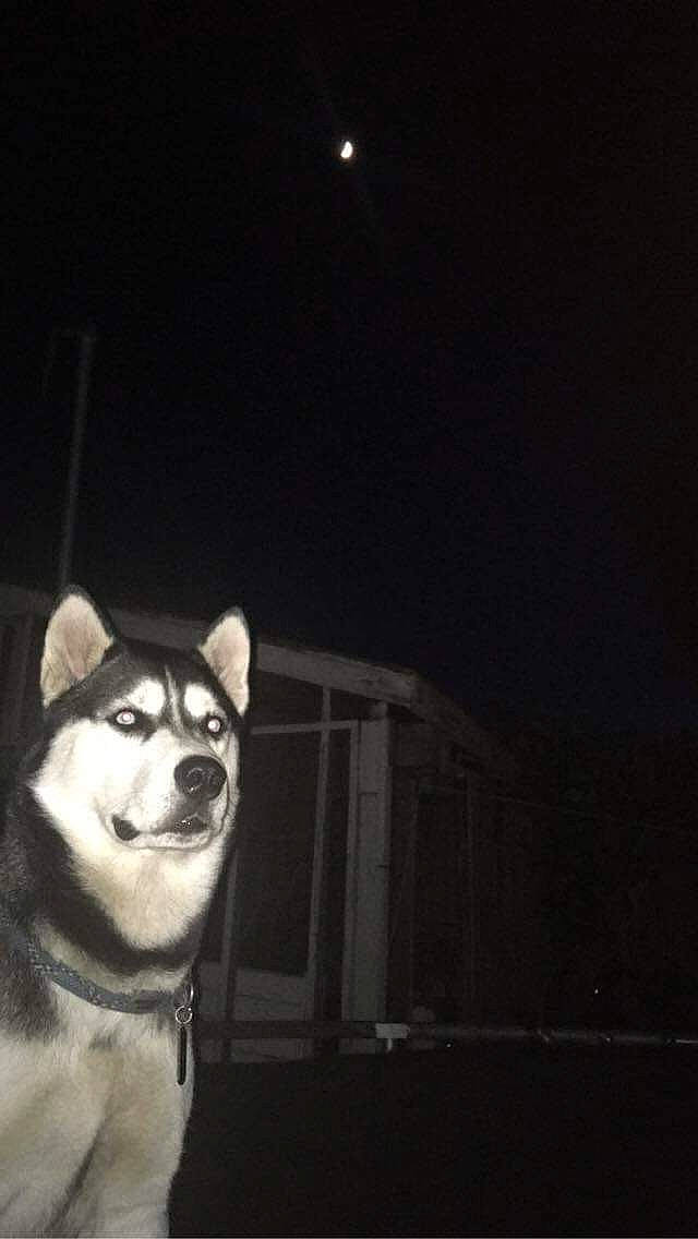 Blue is registered to the contest to win money with this photo: akita, akita_inu, alaskan_klee_kai, alaskan_malamute, canidae, carnivore, dog, dog_breed, mammal, miniature_siberian_husky, night, sakhalin_husky, shiba_inu, siberian_husky, sky, sled_dog, snout, working_dog