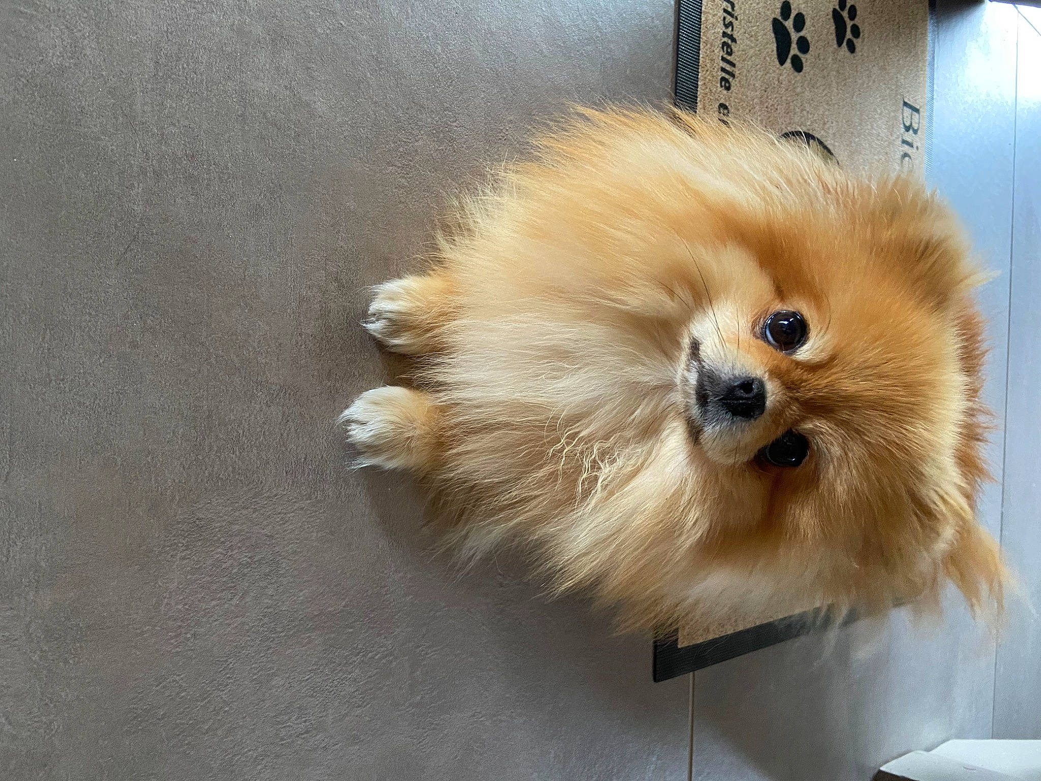 Suzy a rejoint le concours — aidez-le/la à gagner de superbes lots ! ancient_dog_breeds, canidae, carnivore, companion_dog, dog, dog_breed, fawn, fur, german_spitz, german_spitz_klein, german_spitz_mittel, liver, snout, spitz, sporting_group, tail, toy_dog, volpino_italiano, whiskers, working_animal