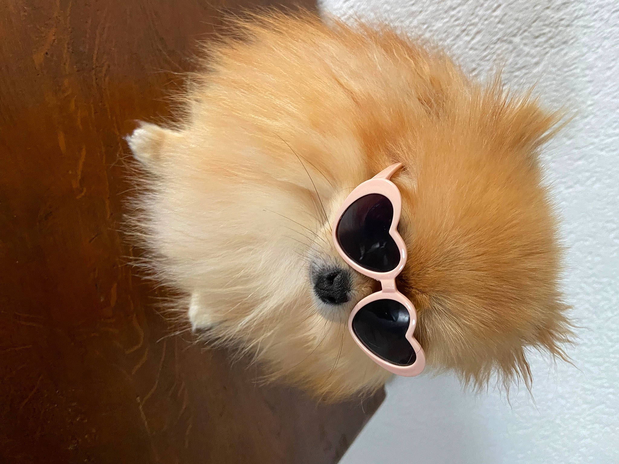 Suzy participe au concours pour gagner de l'argent avec cette photo : carnivore, companion_dog, dog, dog_breed, dog_supply, ear, eyewear, fashion_accessory, fawn, feather, fur, headgear, snout, sporting_group, sunglasses, toy_dog, whiskers, wood, working_animal