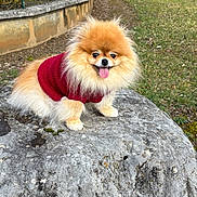 Suzy a rejoint le concours — aidez-le/la à gagner de superbes lots ! dog, pomeranian, red_sweater, rock, outdoor, grass, tongue_out, small_dog, fluffy, pet, cute, animal, fence, yard, happy, sitting, nature, fur, canine, daylight