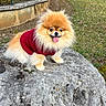 dog, pomeranian, red_sweater, rock, outdoor, grass, tongue_out, small_dog, fluffy, pet, cute, animal, fence, yard, happy, sitting, nature, fur, canine, daylight